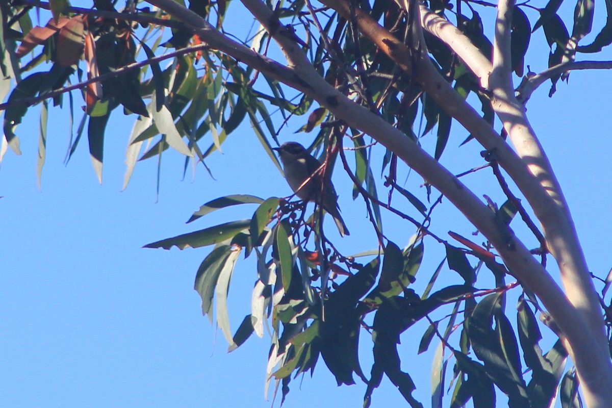 Brown-headed Honeyeater - ML620912096