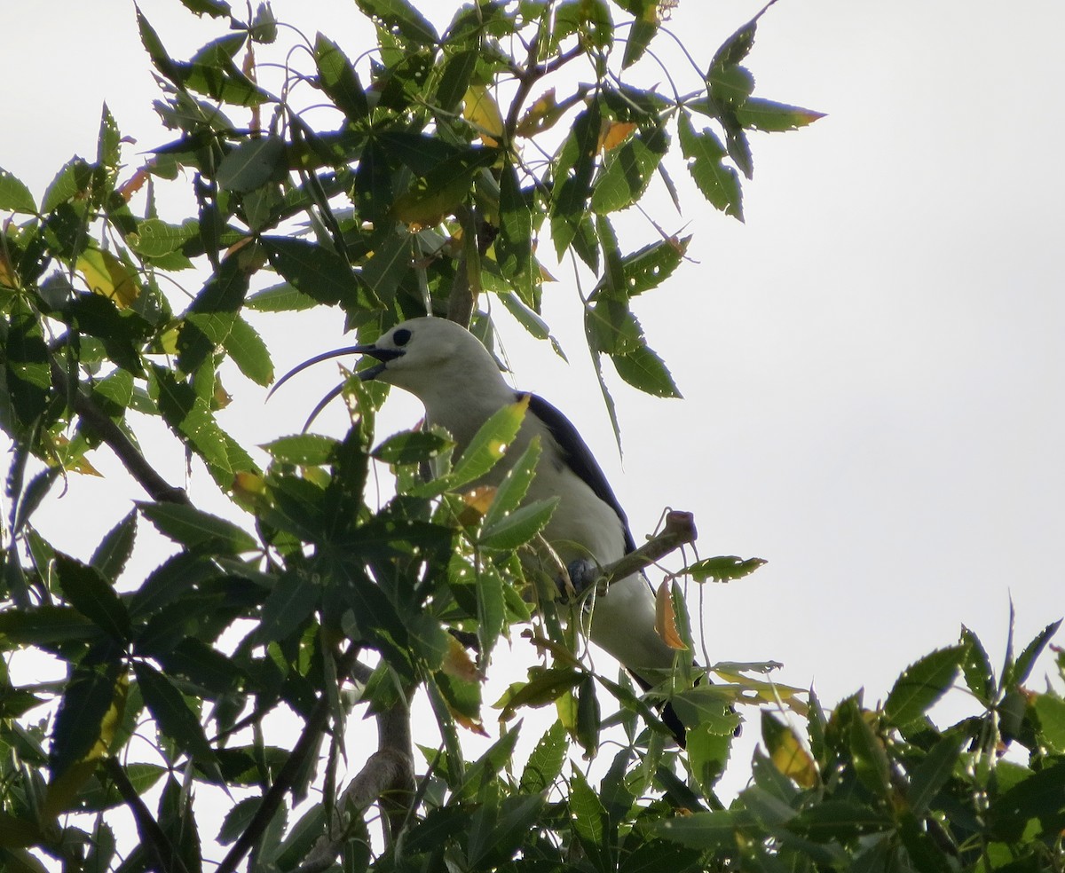 Sickle-billed Vanga - ML620912097