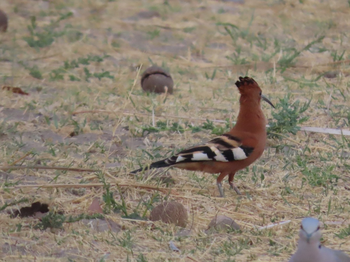 Eurasian Hoopoe (African) - ML620912099