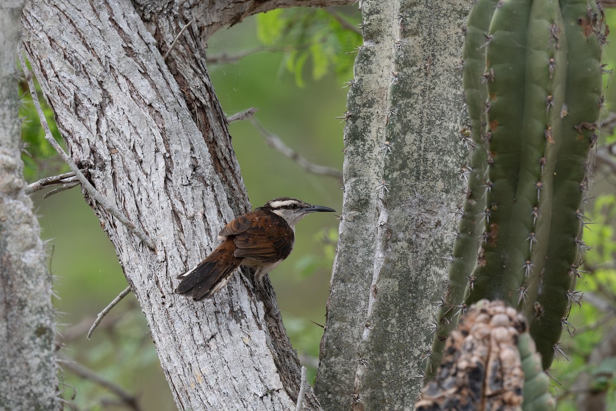 Bicolored Wren - ML620912100