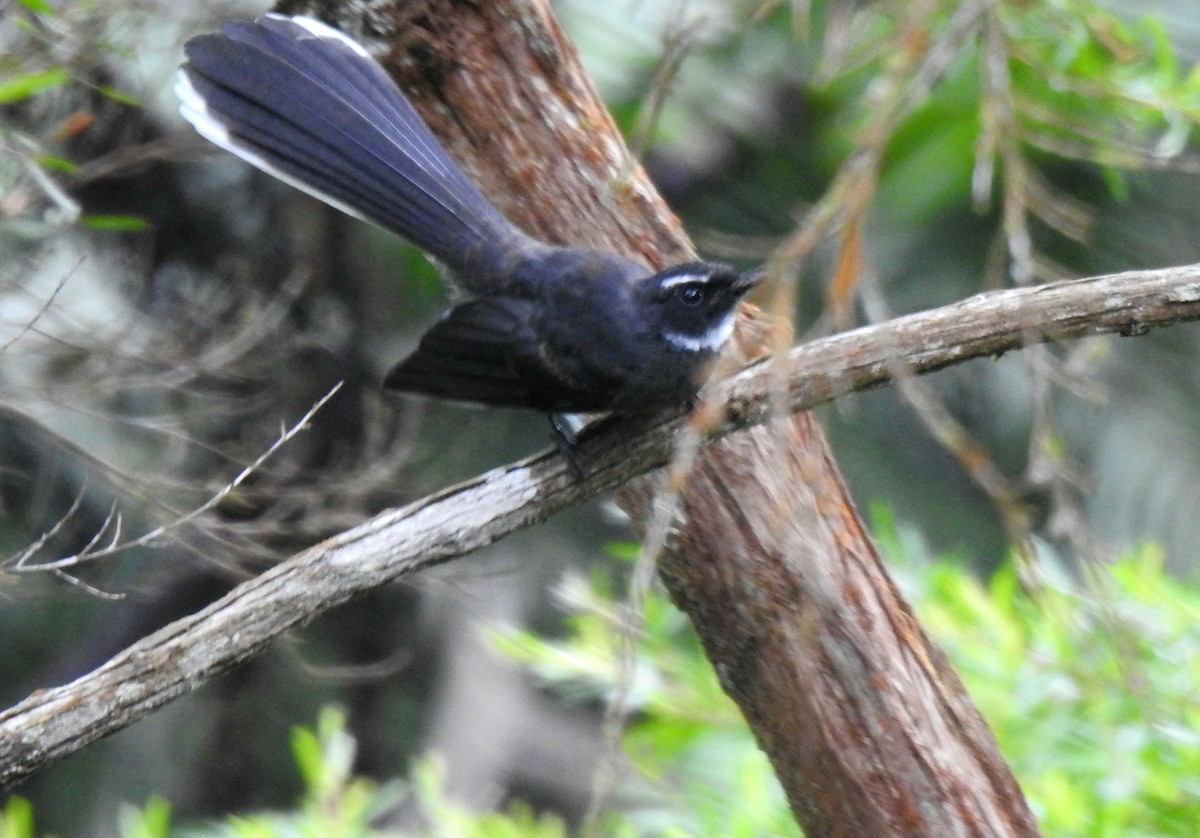 White-throated Fantail - ML620912102