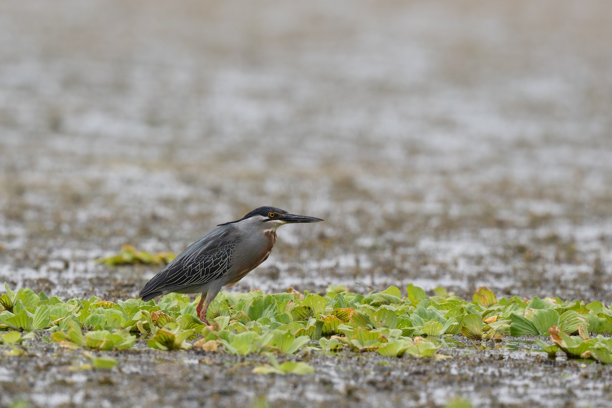 Striated Heron - Steve Heinl