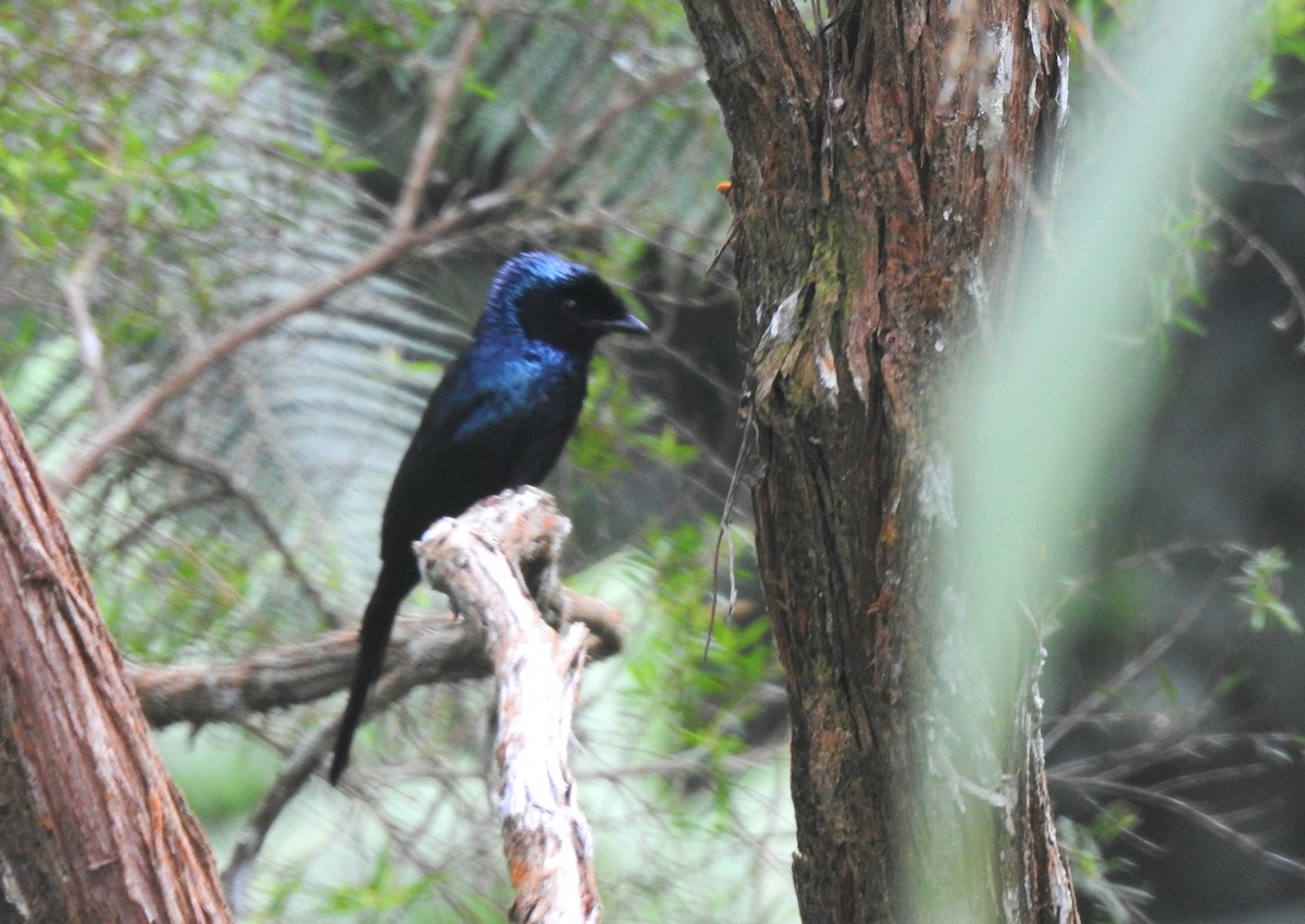 Lesser Racket-tailed Drongo - ML620912104