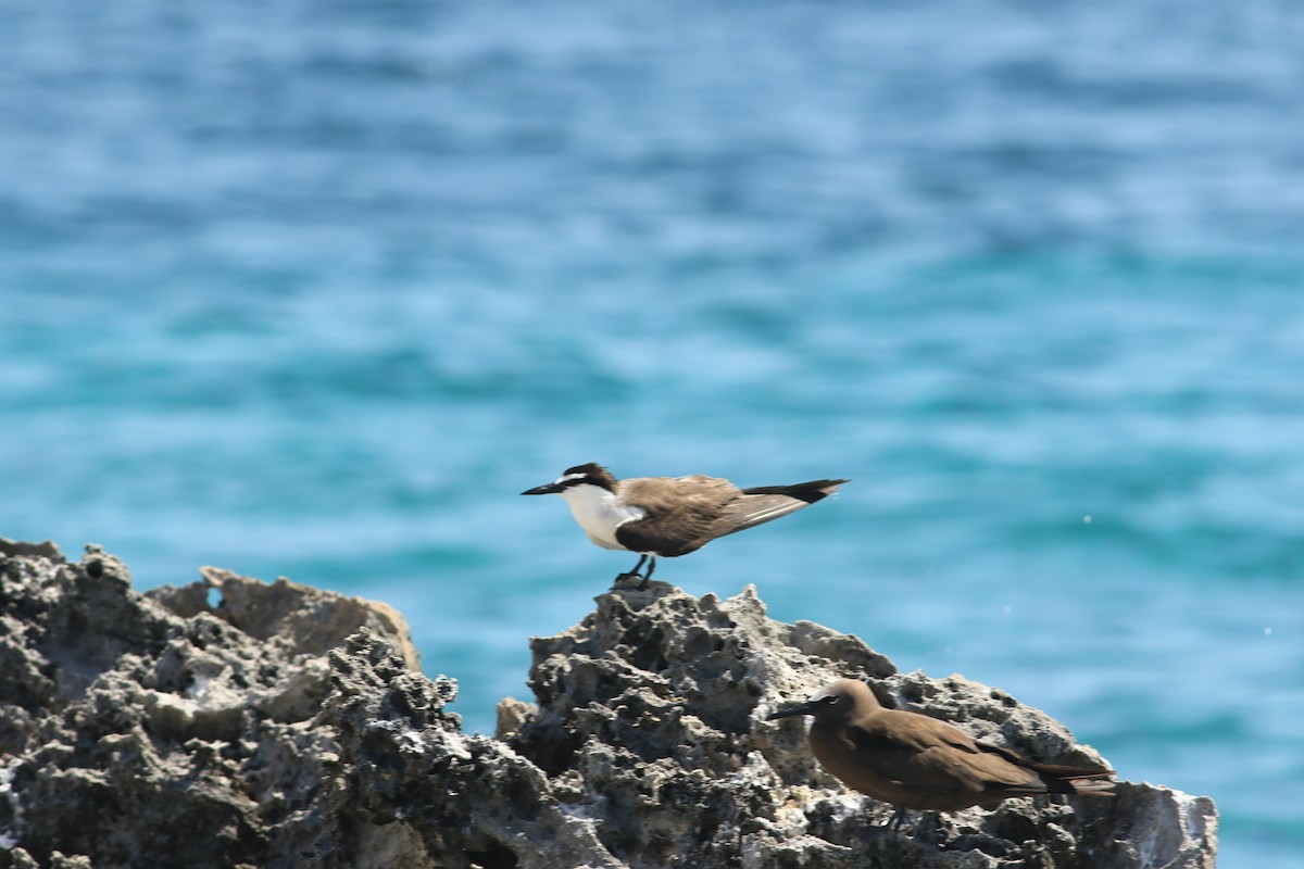 Bridled Tern - ML620912105