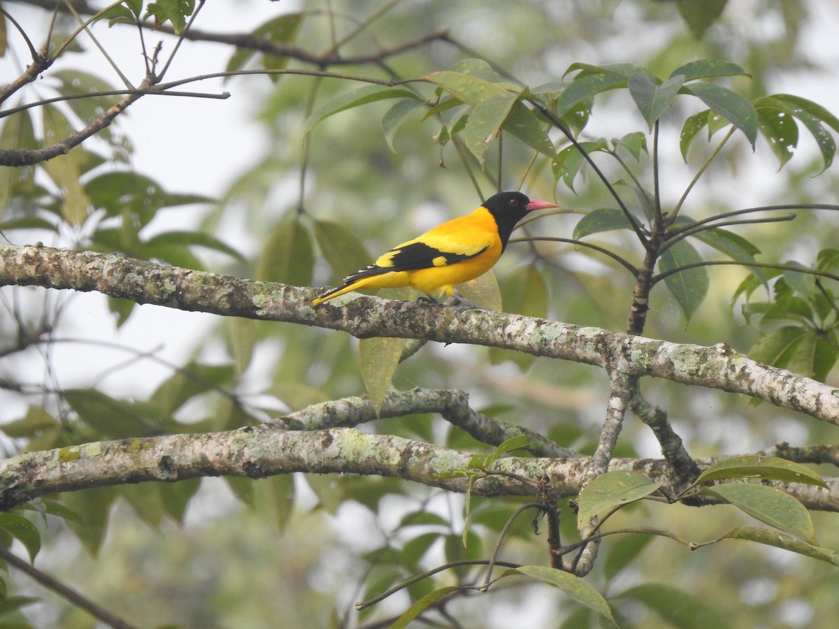 Black-hooded Oriole - ML620912106