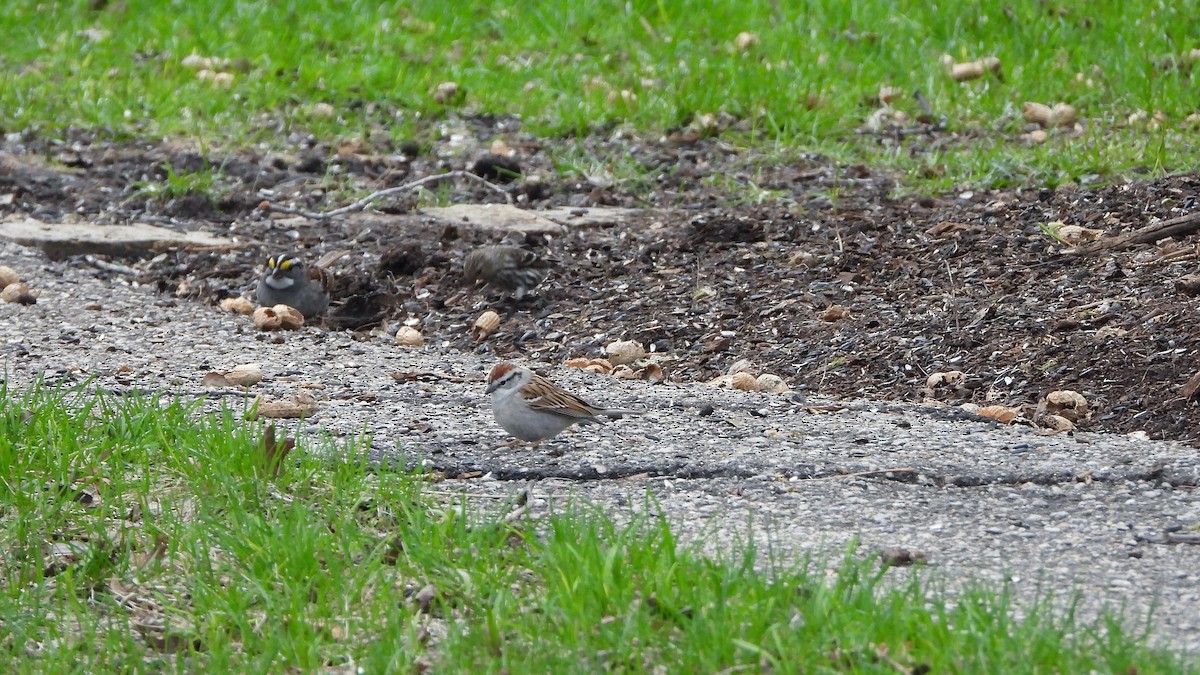 Chipping Sparrow - ML620912107