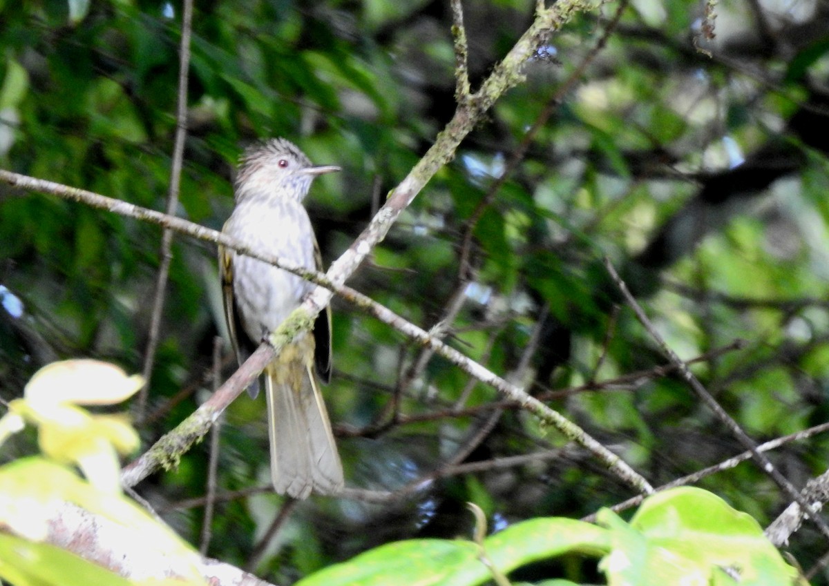 Mountain Bulbul - ML620912109