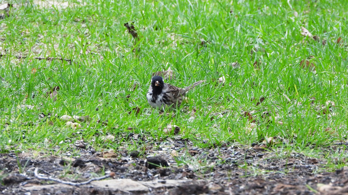 Harris's Sparrow - ML620912110