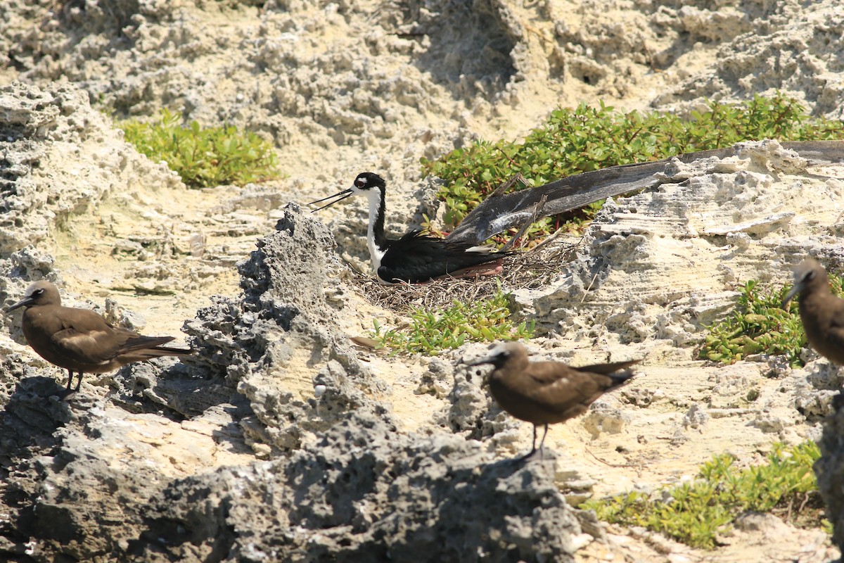 Cigüeñuela Cuellinegra - ML620912112