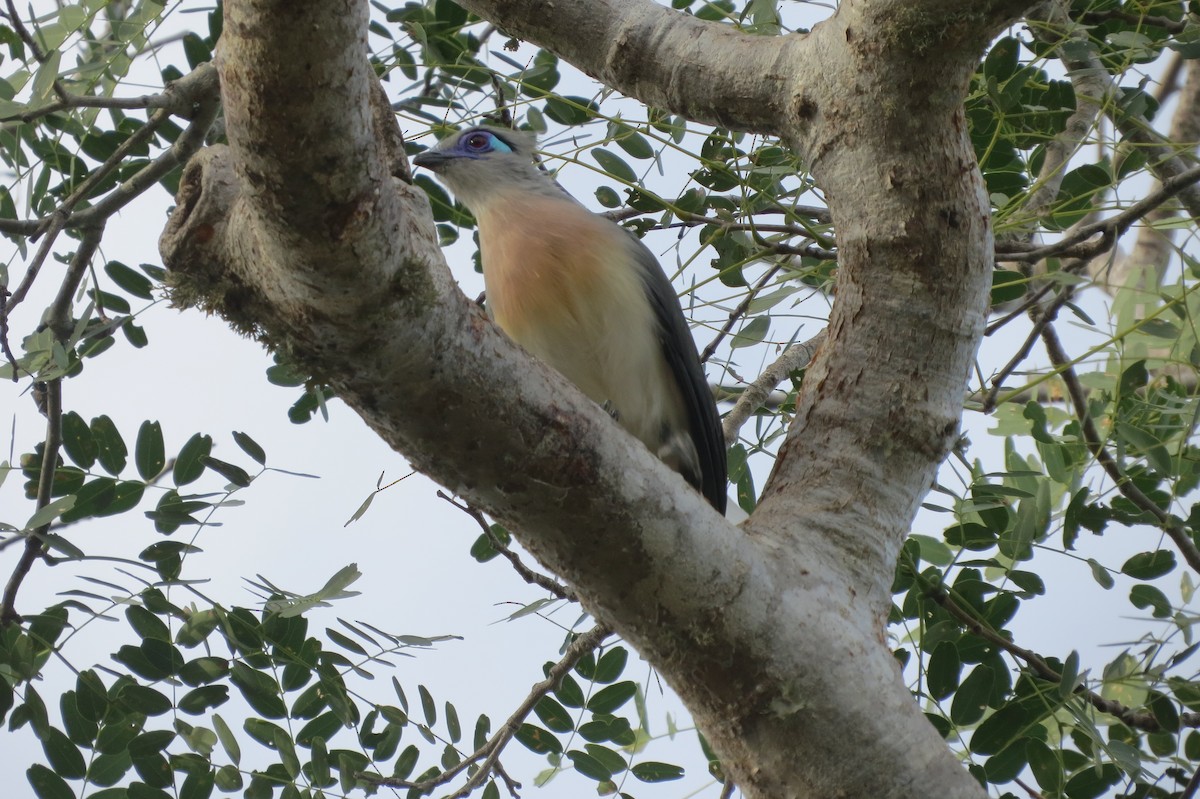 Crested Coua - ML620912113