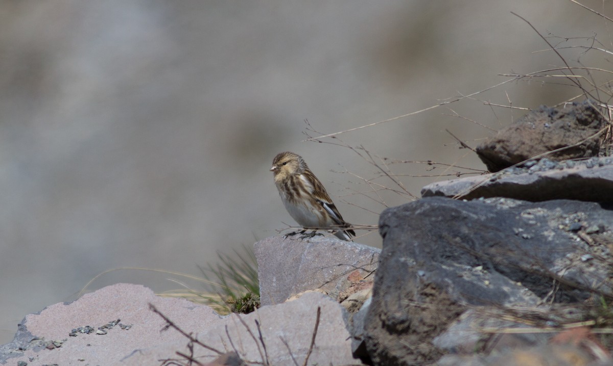 Pardillo Piquigualdo - ML620912114