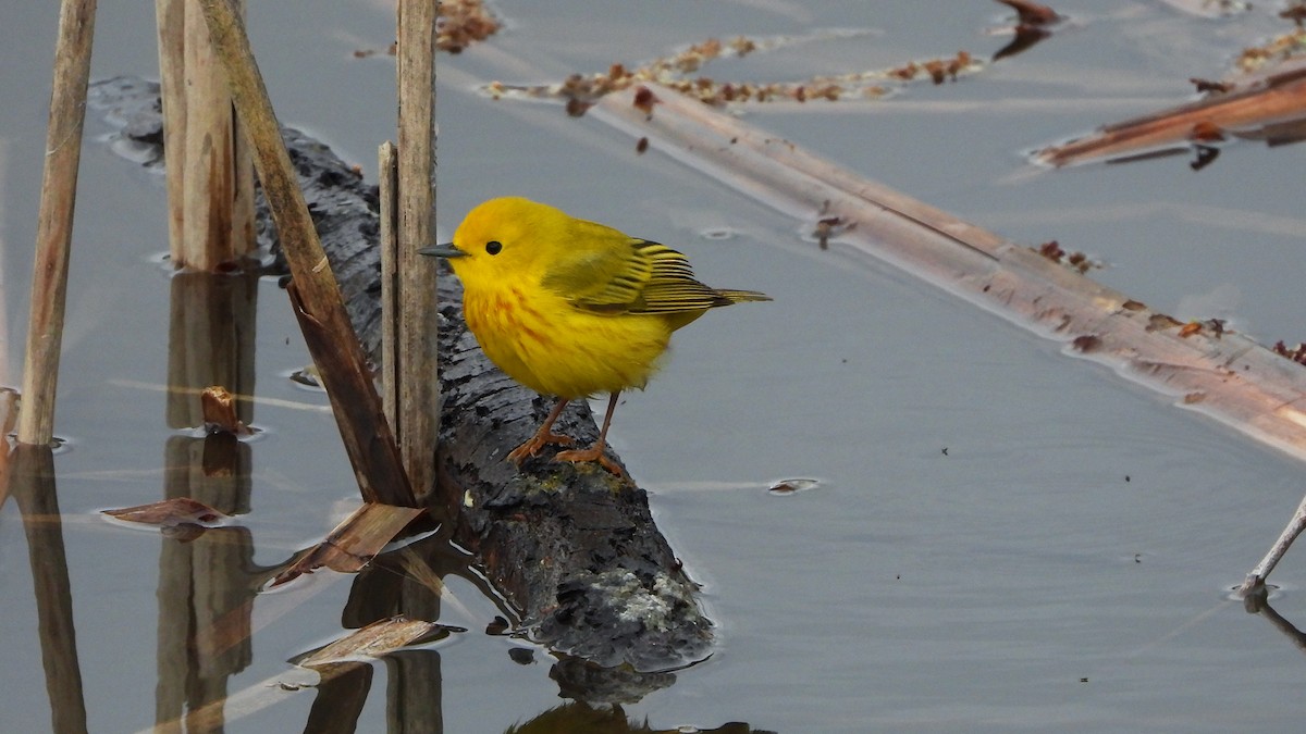 Yellow Warbler - ML620912116