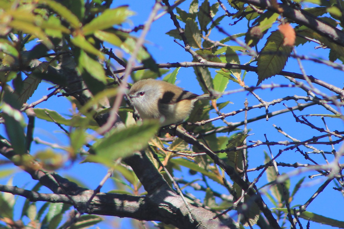 Brown Gerygone - ML620912117