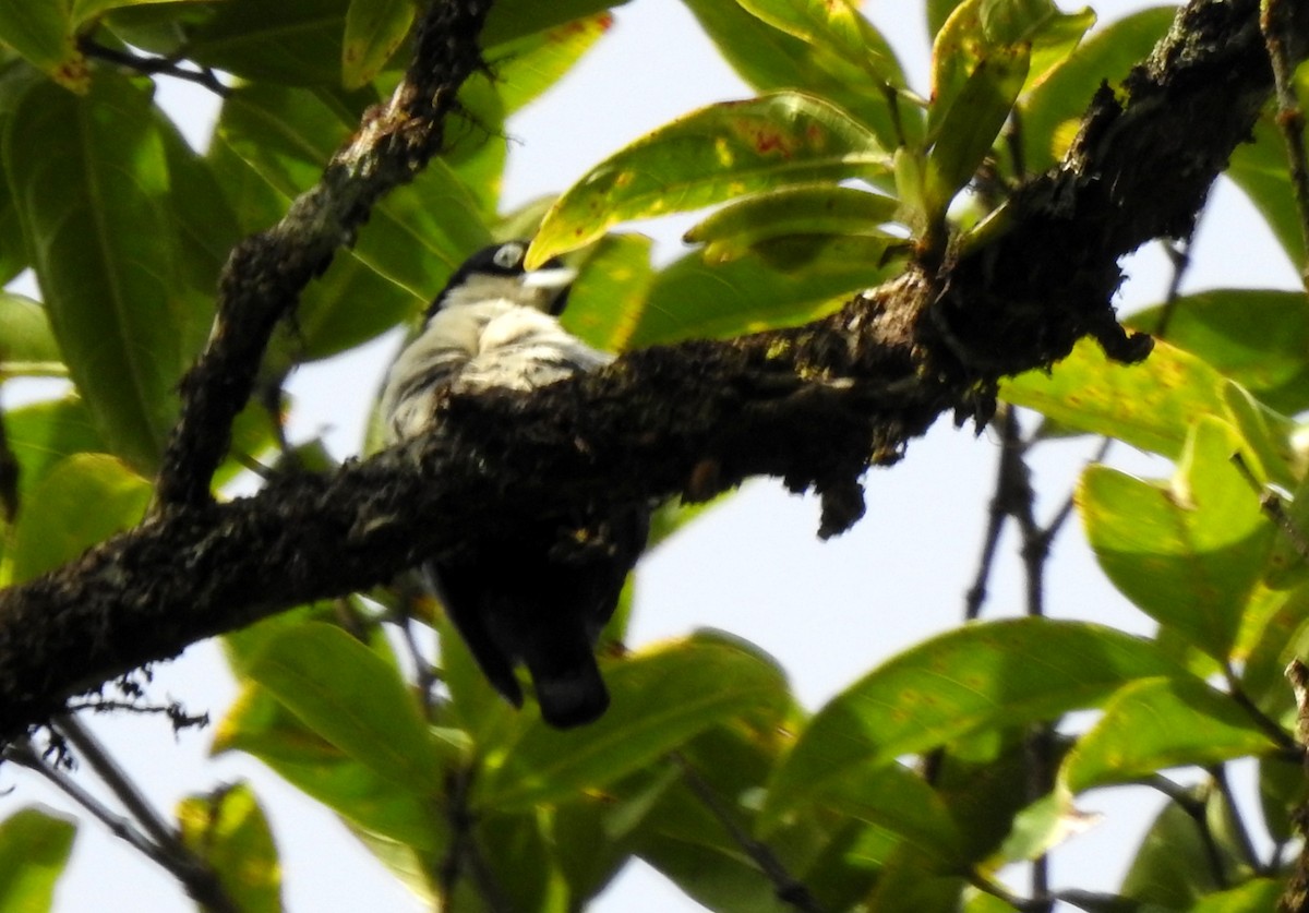 Blue Nuthatch - ML620912120