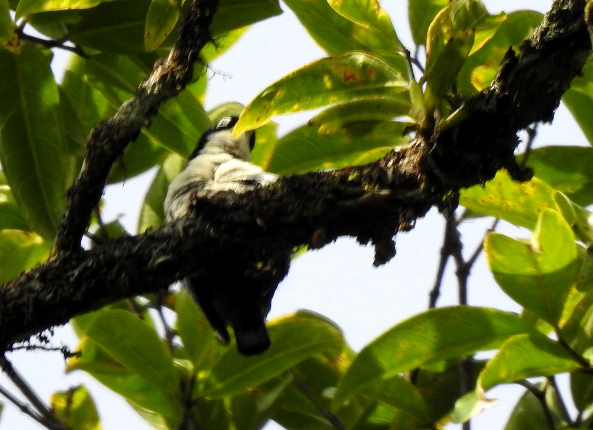 Blue Nuthatch - ML620912121