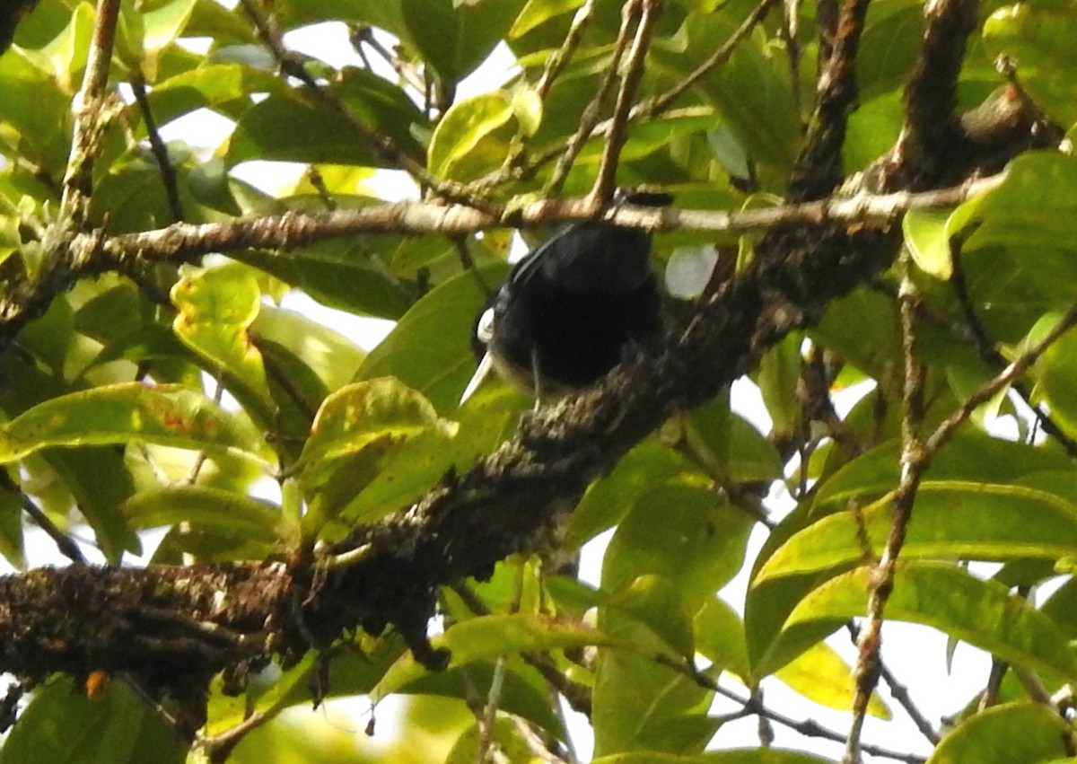 Blue Nuthatch - ML620912123