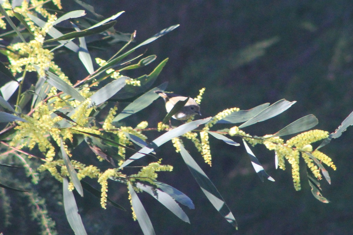 Brown Thornbill - ML620912125