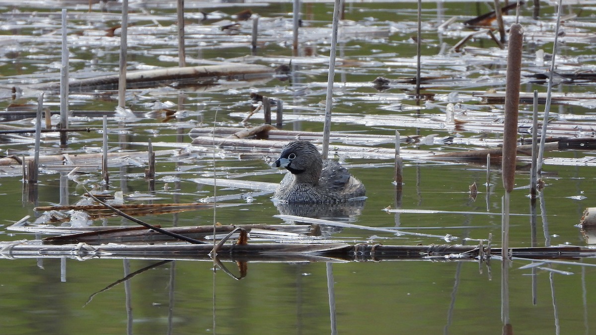 Pied-billed Grebe - ML620912126