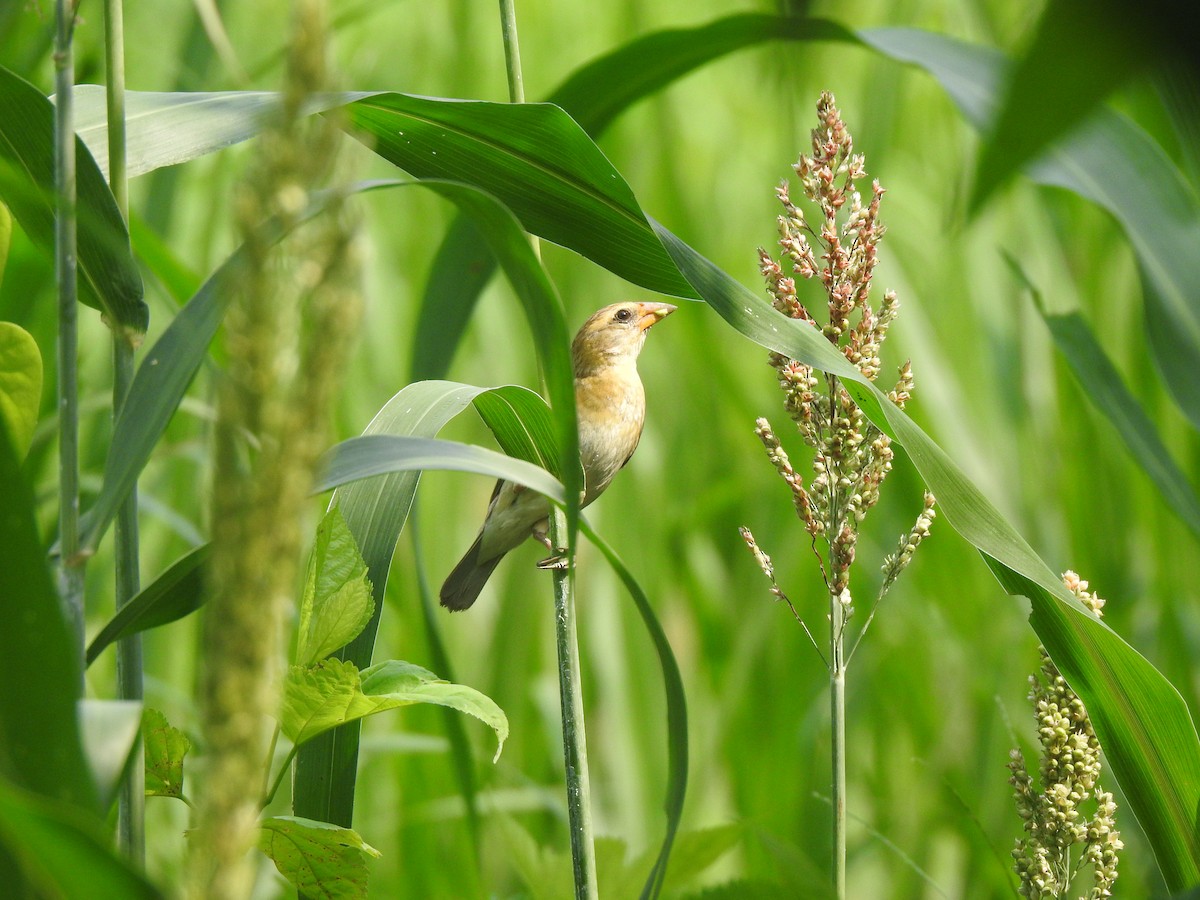 Baya Weaver - ML620912129