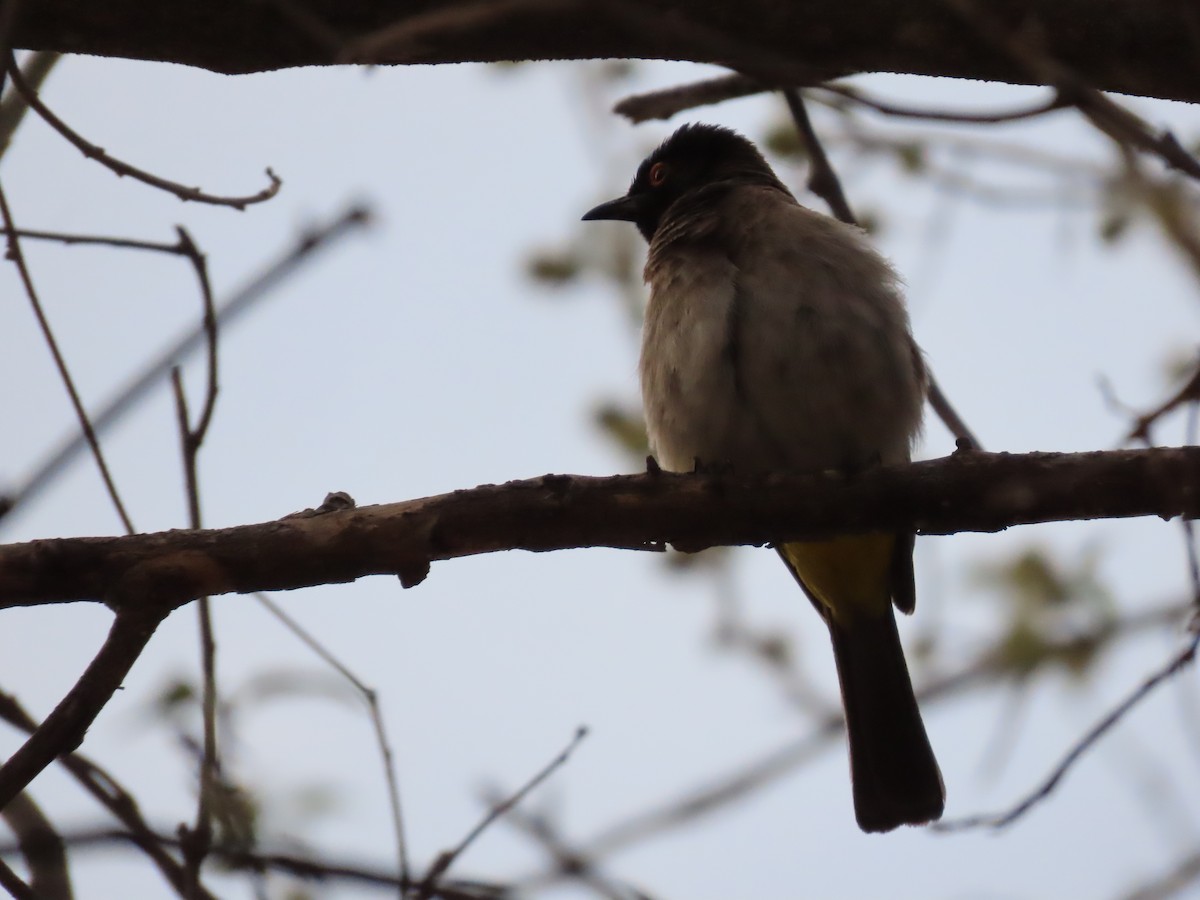 Common Bulbul (Dark-capped) - ML620912130