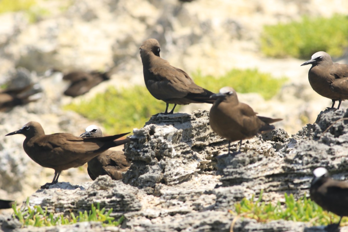 Brown Noddy - ML620912133