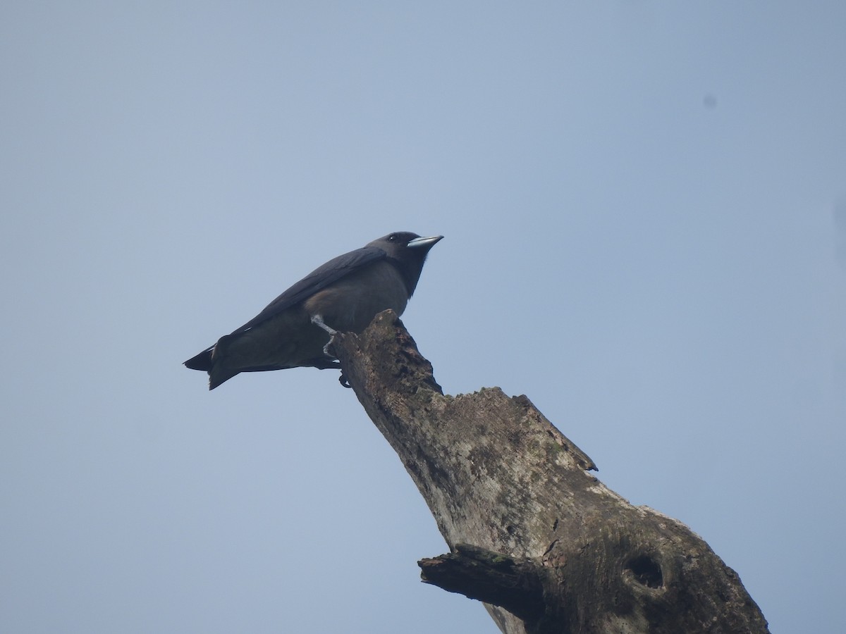 Ashy Woodswallow - ML620912134