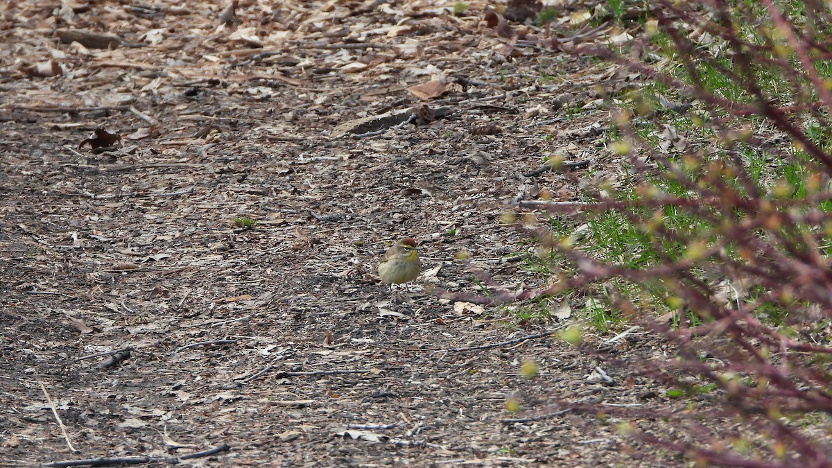 Paruline à couronne rousse - ML620912135