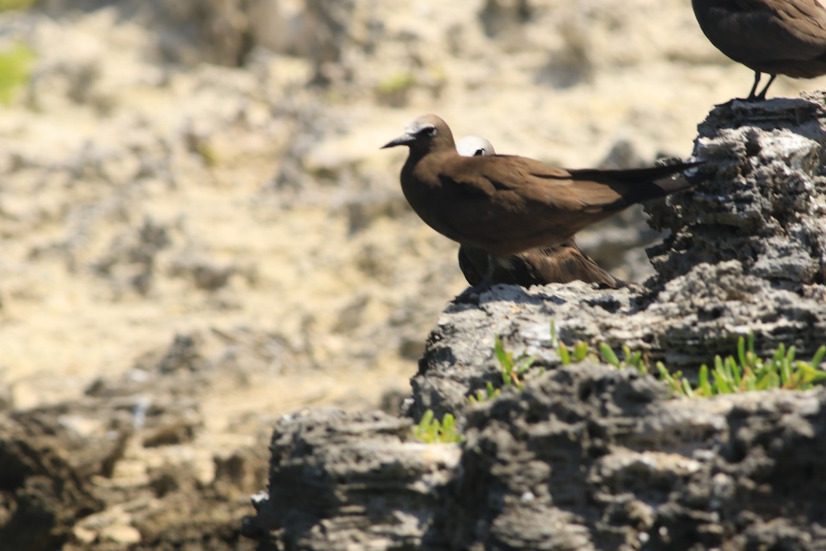 Brown Noddy - ML620912137