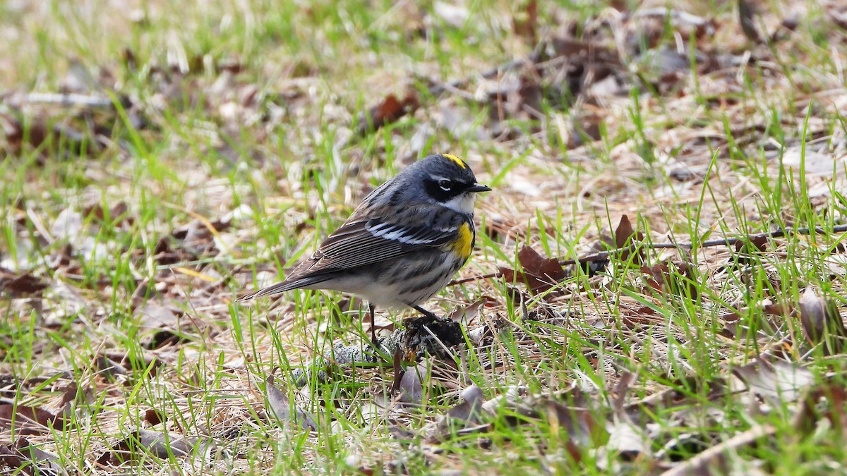 Yellow-rumped Warbler - ML620912139