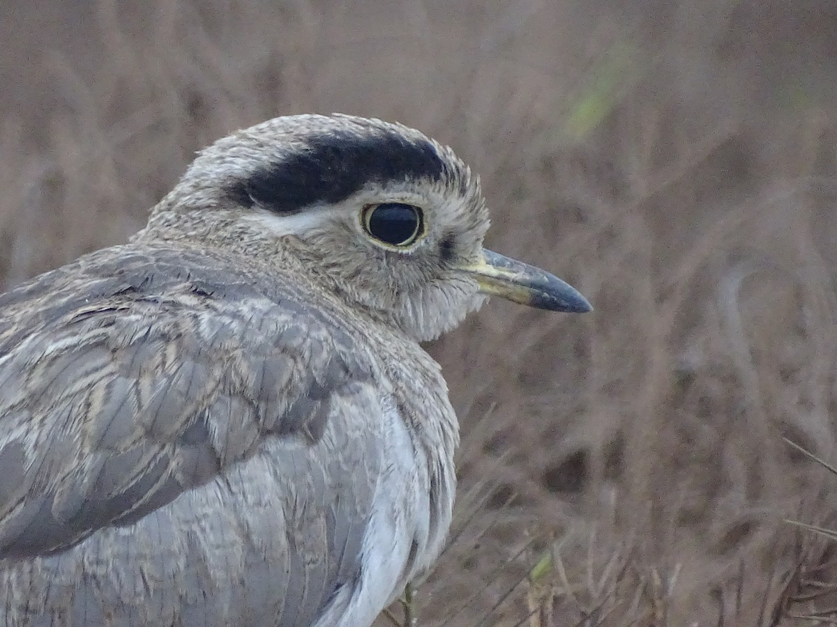 Peruvian Thick-knee - ML620912140