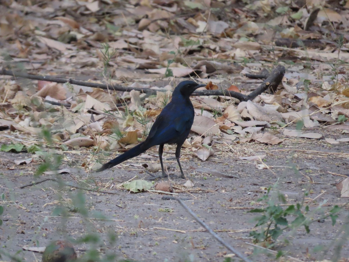 Meves's Starling - ML620912141