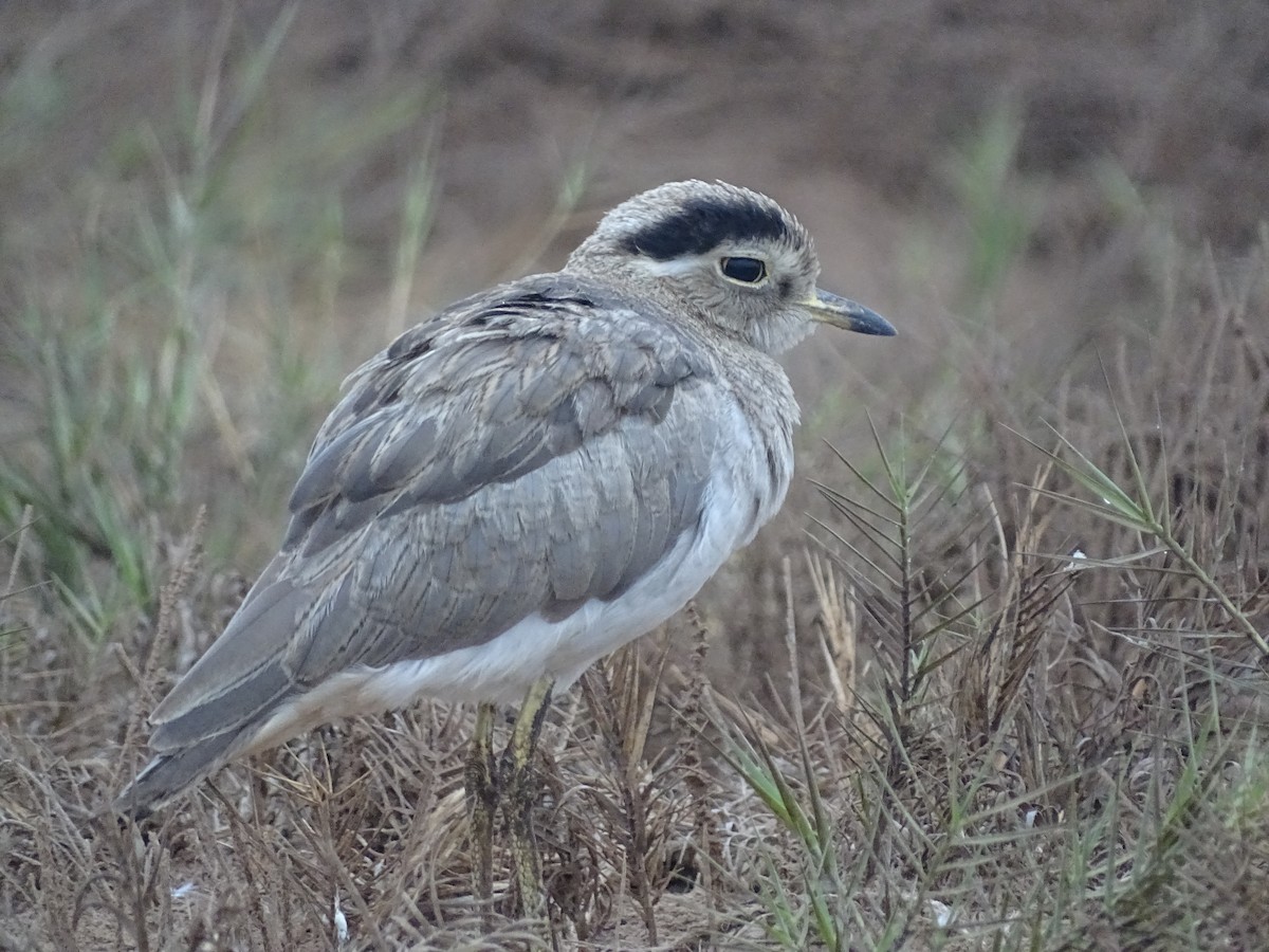 Peruvian Thick-knee - ML620912142