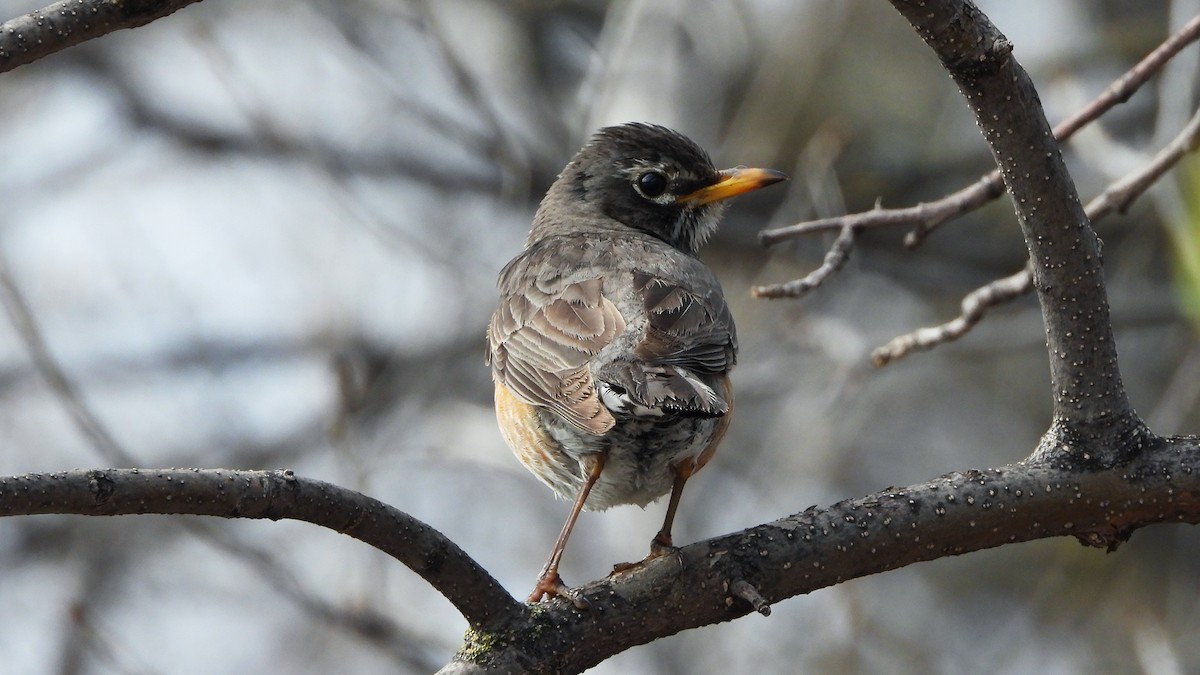 Zozo papargorria - ML620912143