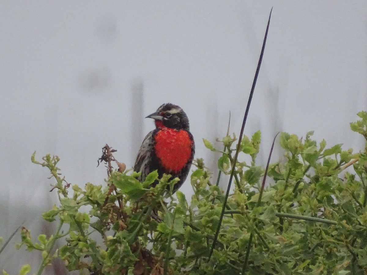 Peruvian Meadowlark - ML620912150