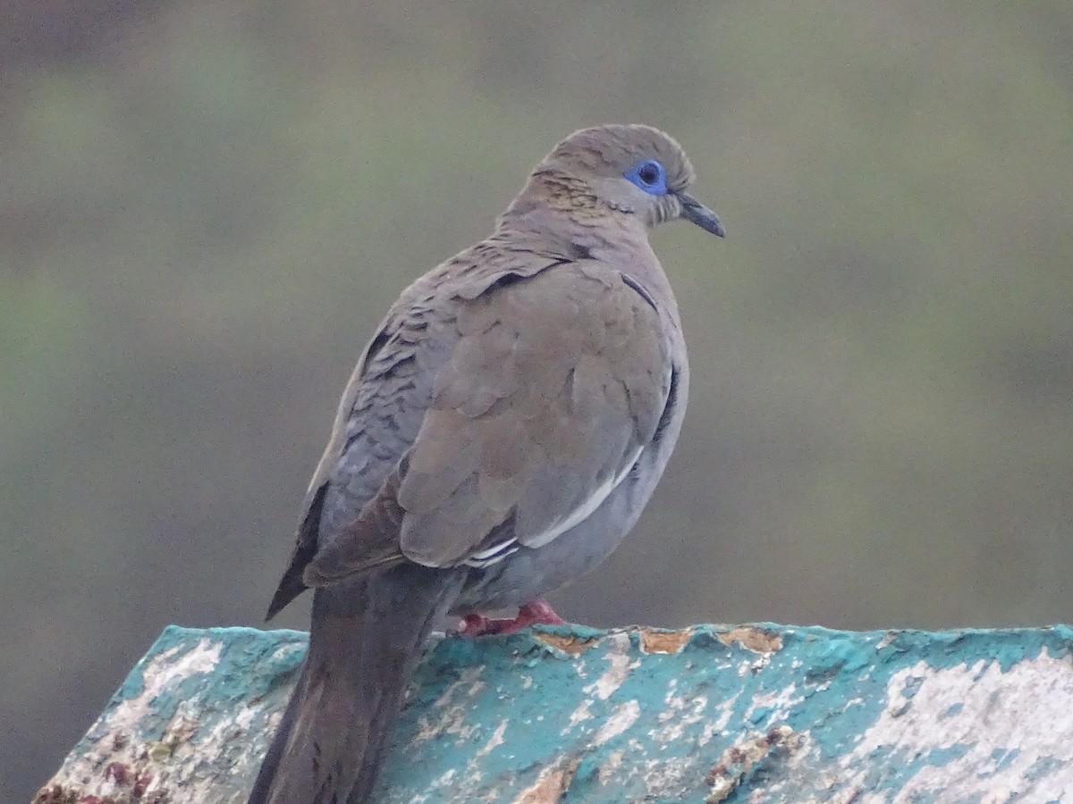 West Peruvian Dove - José Ignacio Catalán Ruiz