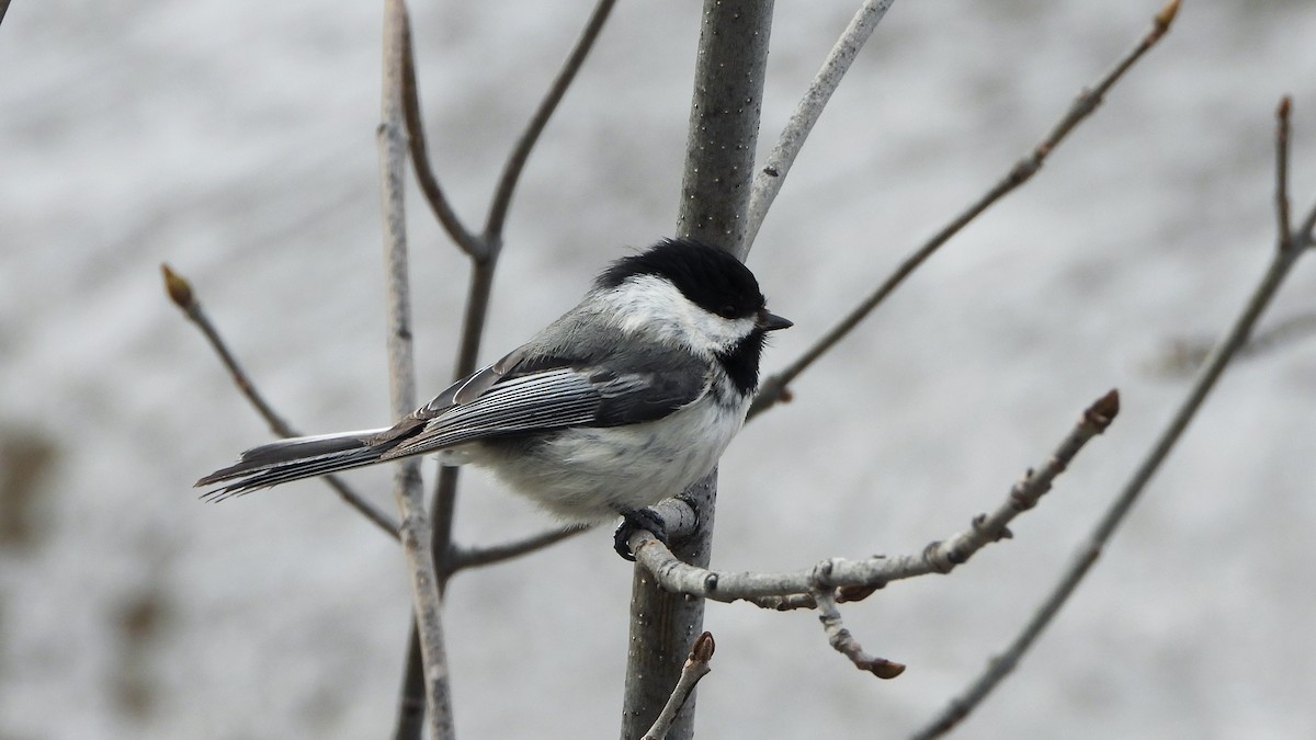 Black-capped Chickadee - ML620912155