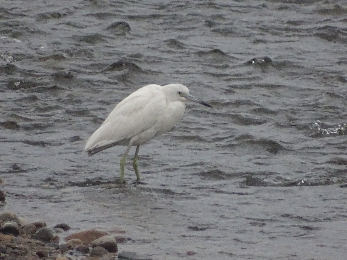 Little Blue Heron - ML620912156