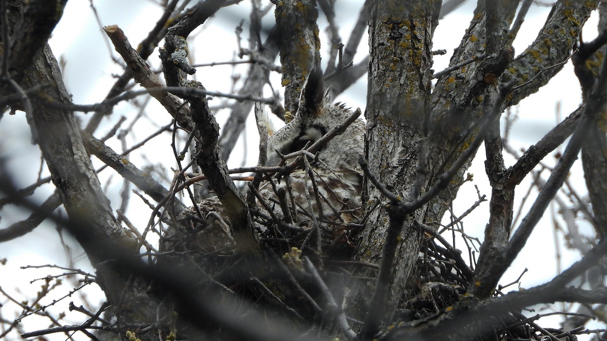Great Horned Owl - ML620912157