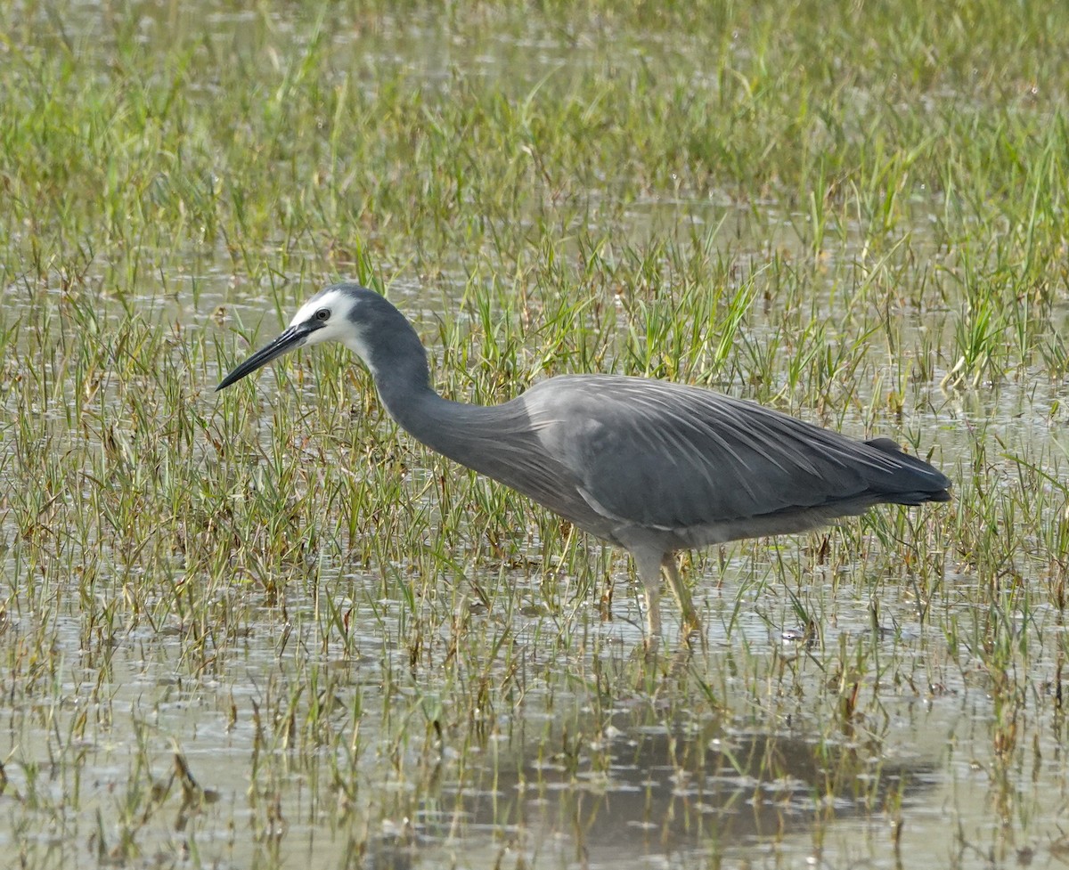 White-faced Heron - ML620912159