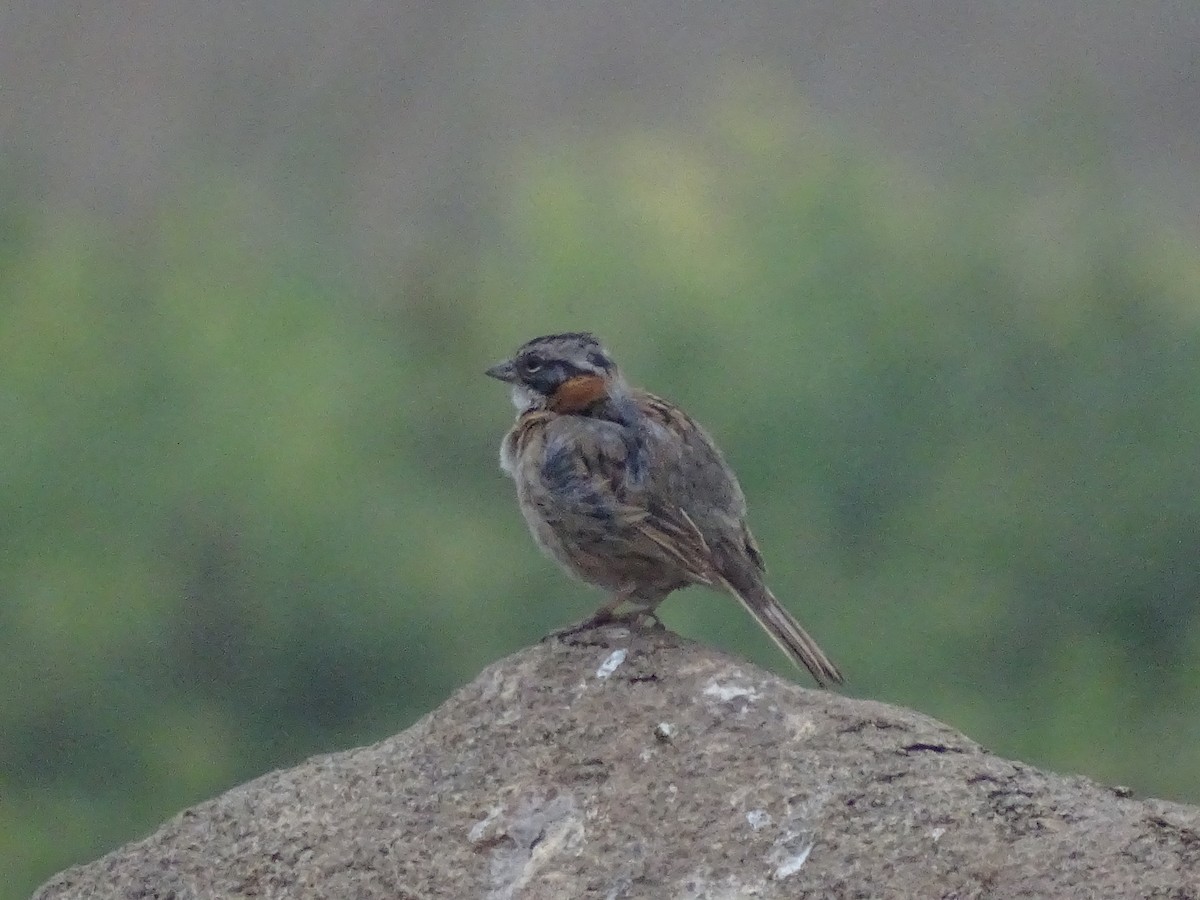 Rufous-collared Sparrow - ML620912163