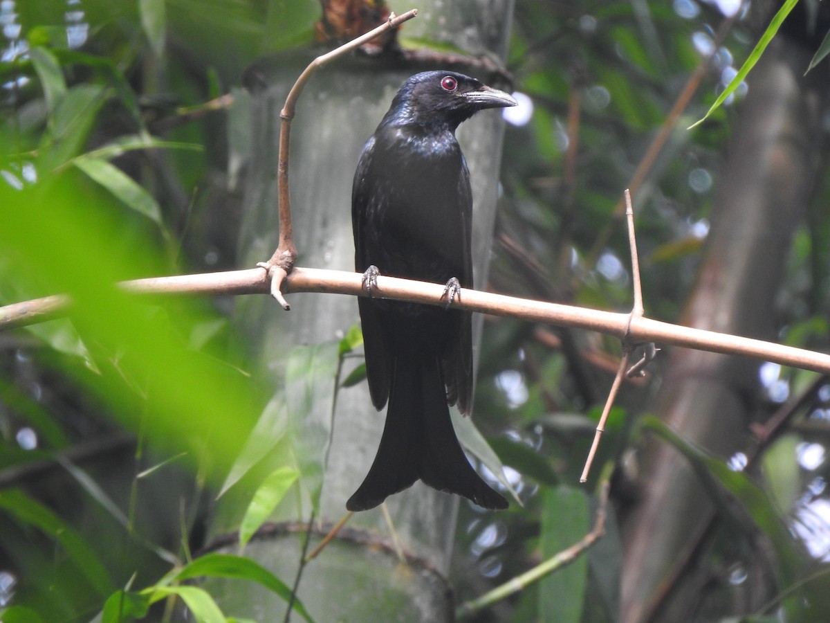 Drongo à gros bec - ML620912164