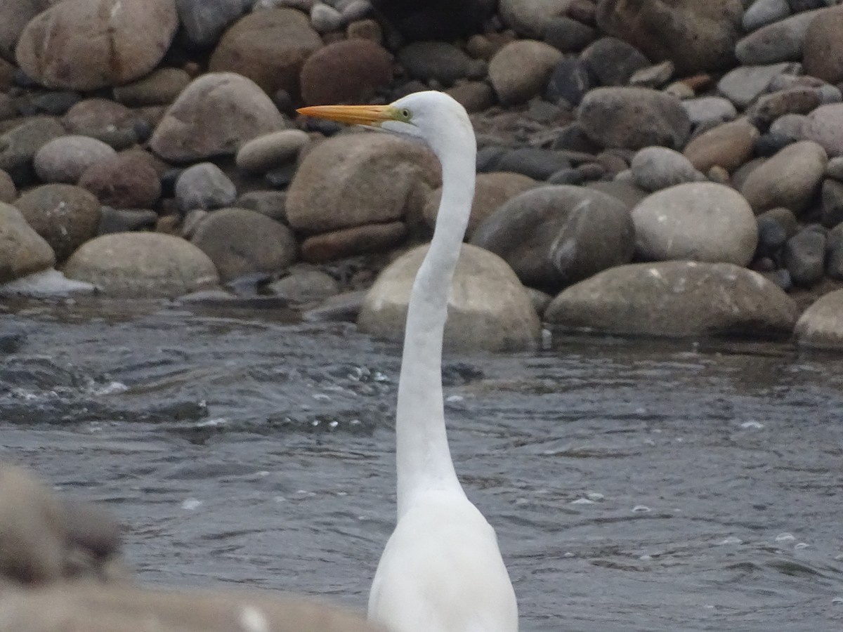 Great Egret - ML620912169