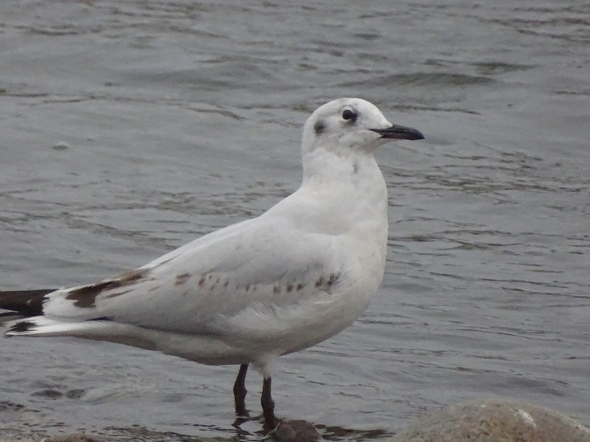 Andean Gull - ML620912170