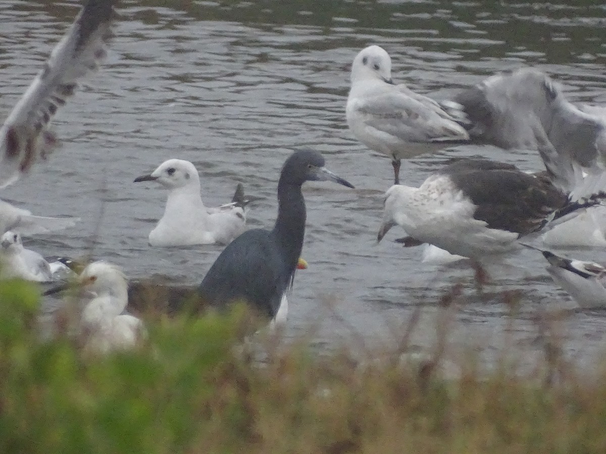 Little Blue Heron - ML620912177