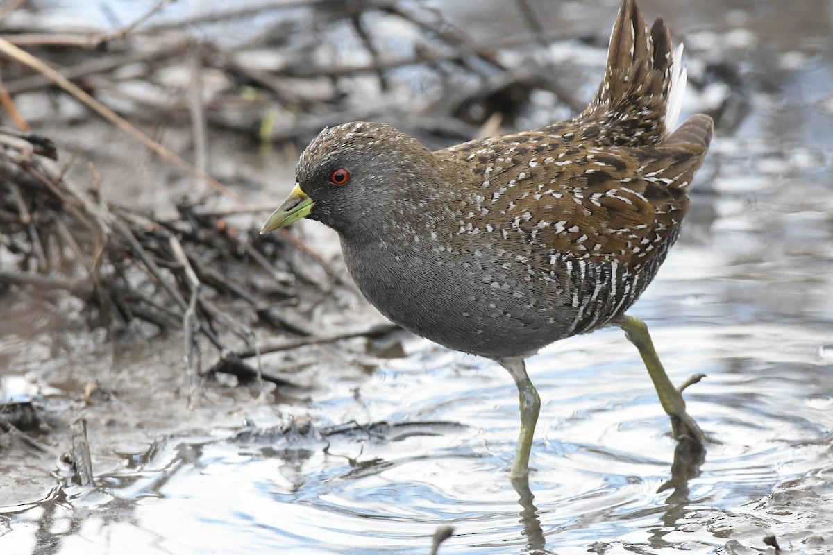 rail/crake sp. - ML620912188