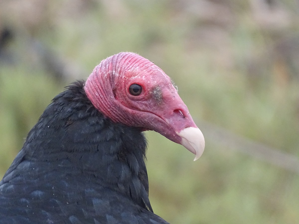 Urubu à tête rouge - ML620912189