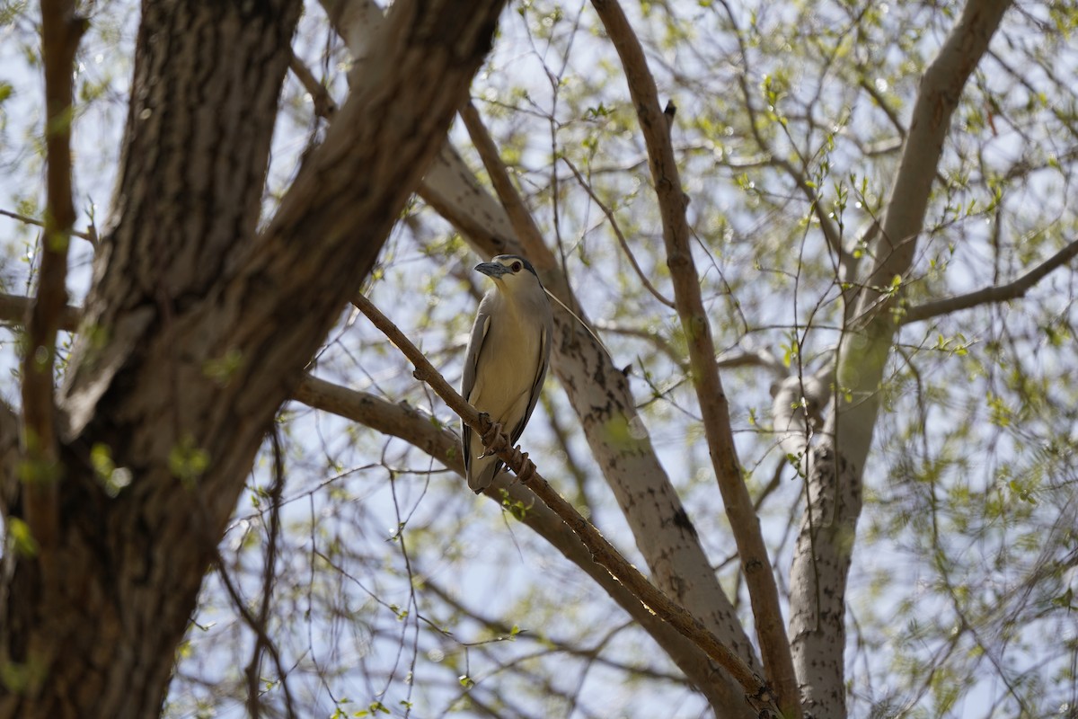 Black-crowned Night Heron - ML620912192