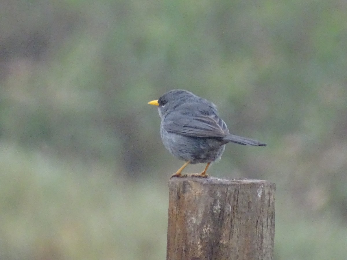 Slender-billed Finch - ML620912195