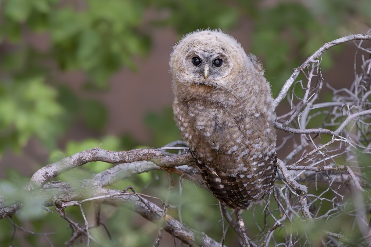 Spotted Owl - ML620912196