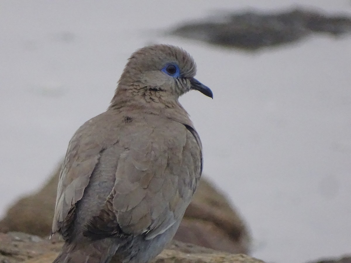 West Peruvian Dove - ML620912197